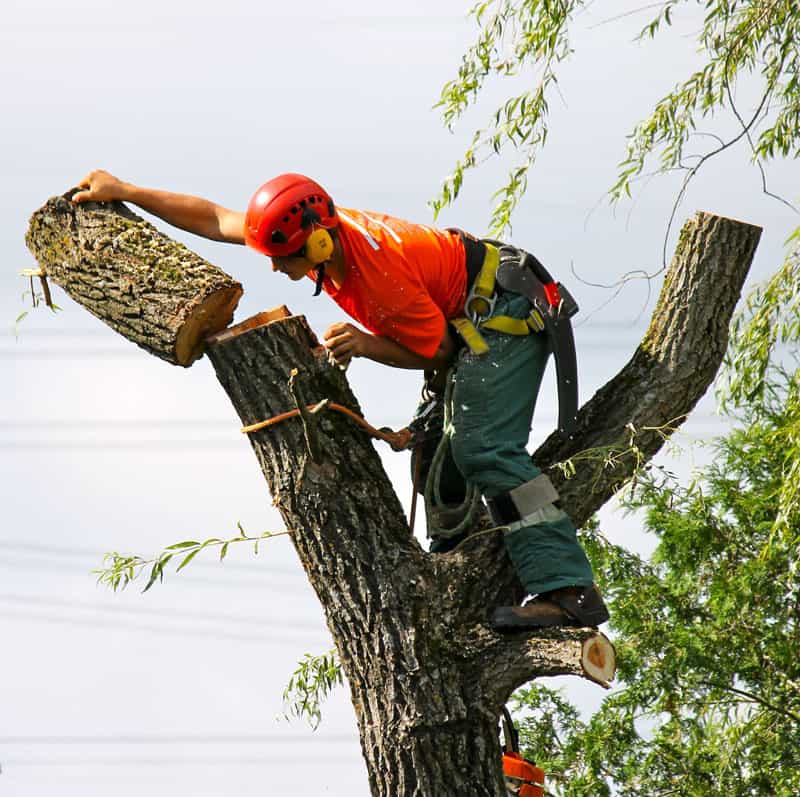 Saugeen Tree Care - certificates and training
